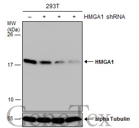 HMGA1 antibody