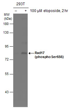 Rad17 (phospho Ser656) antibody