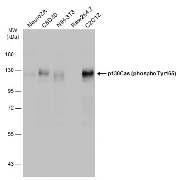 Various whole cell extracts (30 μg) were separated by 7.5% SDS-PAGE, and the membrane was blotted with p130Cas (phospho Tyr165) antibody (GTX132160) diluted at 1:500. The HRP-conjugated anti-rabbit IgG antibody (GTX213110-01) was used to detect the primary antibody.