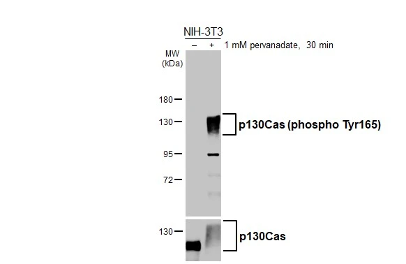 Untreated (–) and treated (+) NIH-3T3 whole cell extract (30 μg) were separated by 7.5% SDS-PAGE, and the membrane was blotted with p130Cas (phospho Tyr165) antibody (GTX132160) diluted at 1:20000. The HRP-conjugated anti-rabbit IgG antibody (GTX213110-01) was used to detect the primary antibody.