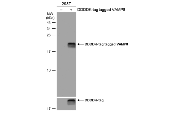 Non-transfected (–) and transfected (+) 293T whole cell extracts (30 μg) were separated by 15% SDS-PAGE, and the membrane was blotted with VAMP8 antibody (GTX132181) diluted at 1:5000. The HRP-conjugated anti-rabbit IgG antibody (GTX213110-01) was used to detect the primary antibody.