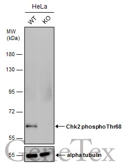 Wild-type (WT) and Chk2 (phospho Thr68) knockout (KO) HeLa cell extracts (30 μg) were separated by 7.5% SDS-PAGE, and the membrane was blotted with Chk2 (phospho Thr68) antibody (GTX132204) diluted at 1:500. The HRP-conjugated anti-rabbit IgG antibody (GTX213110-01) was used to detect the primary antibody, and the signal was developed with Trident ECL plus-Enhanced. Wild-type (WT) and Chk2 (phospho Thr68) knockout (KO) HeLa cell extracts (30 μg) were separated by 7.5% SDS-PAGE, and the membrane was blotted with Chk2 (phospho Thr68) antibody (GTX132204) diluted at 1:500. The HRP-conjugated anti-rabbit IgG antibody (GTX213110-01) was used to detect the primary antibody, and the signal was developed with Trident ECL plus-Enhanced.