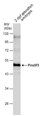 Pou5f3 (Oct4) antibody