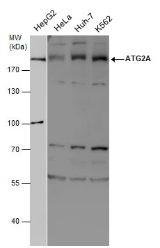 ATG2A antibody