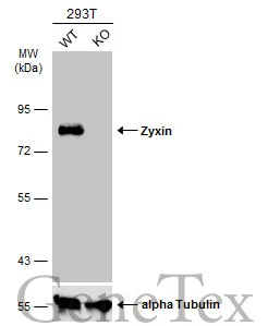 Wild-type (WT) and Zyxin knockout (KO) 293T cell extracts (30 μg) were separated by 7.5% SDS-PAGE, and the membrane was blotted with Zyxin antibody (GTX132295) diluted at 1:10000. The HRP-conjugated anti-rabbit IgG antibody (GTX213110-01) was used to detect the primary antibody.