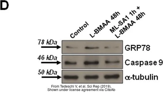 Caspase 9 (cleaved Asp330) antibody