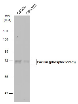 Paxillin (phospho Ser273) antibody