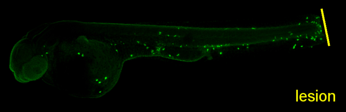 オープンセール 福袋 antibody Anti-Lyz (GTX132379) GeneTex | タイムセール