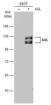 AXL antibody