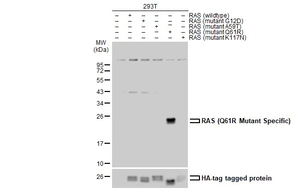Non-transfected (–) and transfected (+) 293T whole cell extracts (30 μg) were separated by 12% SDS-PAGE, and the membrane was blotted with RAS (Q61R Mutant Specific) antibody (GTX132405) diluted at 1:5000. The HRP-conjugated anti-rabbit IgG antibody (GTX213110-01) was used to detect the primary antibody.