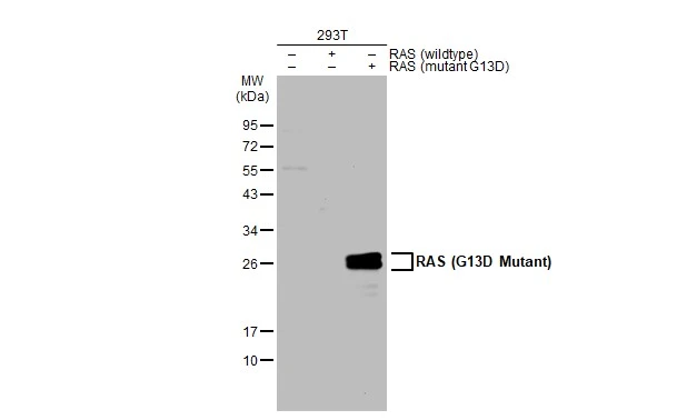 RAS (G13D Mutant) antibody