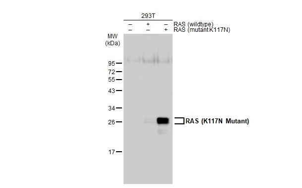 RAS (K117N Mutant) antibody