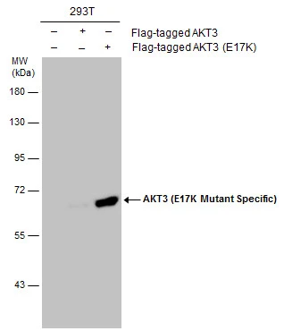 Non-transfected (–) and transfected (+) 293T whole cell extracts (30 μg) were separated by 7.5% SDS-PAGE, and the membrane was blotted with AKT3 (E17K Mutant Specific) antibody (GTX132417) diluted at 1:3000.