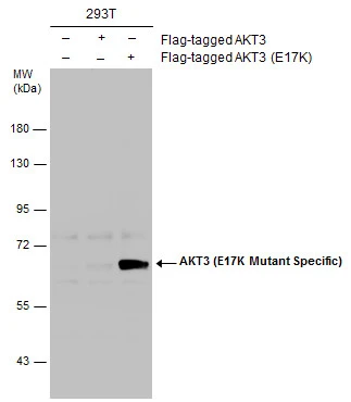 Non-transfected (–) and transfected (+) 293T whole cell extracts (30 μg) were separated by 10% SDS-PAGE, and the membrane was blotted with AKT3 (E17K Mutant Specific) antibody (GTX132418) diluted at 1:1000.