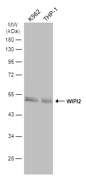 Various whole cell extracts (30 μg) were separated by 10% SDS-PAGE, and the membrane was blotted with WIPI2 antibody (GTX132453) diluted at 1:2000. The HRP-conjugated anti-rabbit IgG antibody (GTX213110-01) was used to detect the primary antibody.