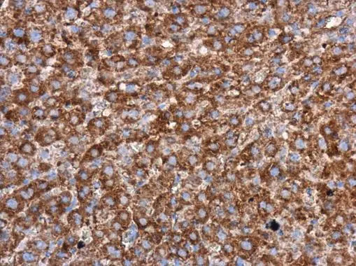 WIPI2 antibody detects WIPI2 protein at cytoplasm in rat liver by immunohistochemical analysis. Sample: Paraffin-embedded rat liver. WIPI2 antibody (GTX132453) diluted at 1:500. 
 Antigen Retrieval: Citrate buffer, pH 6.0, 15 min