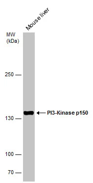 Mouse tissue extract (50 μg) was separated by 5% SDS-PAGE, and the membrane was blotted with PI3-Kinase p150 antibody (GTX132466) diluted at 1:1000.