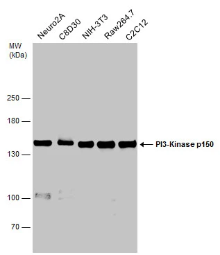 Various whole cell extracts (30 μg) were separated by 5% SDS-PAGE, and the membrane was blotted with PI3-Kinase p150 antibody (GTX132466) diluted at 1:1000.