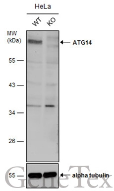 Wild-type (WT) and ATG14 knockout (KO) HeLa cell extracts (30 μg) were separated by 10% SDS-PAGE, and the membrane was blotted with ATG14 antibody (GTX132468) diluted at 1:500. The HRP-conjugated anti-rabbit IgG antibody (GTX213110-01) was used to detect the primary antibody, and the signal was developed with Trident ECL plus-Enhanced.