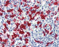 Immunohistochemistry analysis of human spleen tissue stained with HO-1, mAb (HO-1-1) at 10?g/ml.