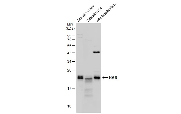 Anti-RAS antibody (GTX132480) | GeneTex