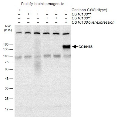 GEF-H1 antibody