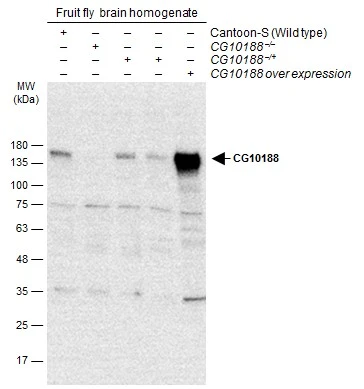 GEF-H1 antibody