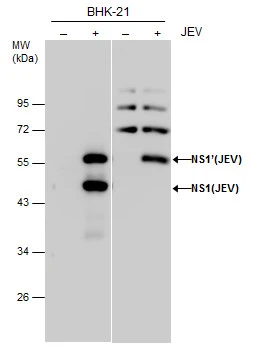 Non-infected (–) and infected (+) BHK-21 cell extracts (30 μg) were separated by 10% SDS-PAGE. Left: the membrane was blotted with JEV NS1 antibody (GTX131370) diluted at 1:5000; Right: the membrane was blotted with JEV NS1' antibody (GTX132499) diluted at 1:20000. Non-infected (–) and infected (+) BHK-21 cell extracts (30 μg) were separated by 10% SDS-PAGE. Left: the membrane was blotted with JEV NS1 antibody (GTX131370) diluted at 1:5000; Right: the membrane was blotted with JEV NS1' antibody (GTX132499) diluted at 1:20000.