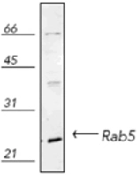 Western blot analysis of human HeLa (heat shocked) cell lysate,probed with Rab5 pAb.