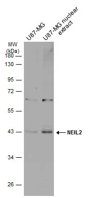 NEIL2 antibody