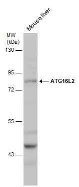Mouse tissue extract (60 μg) was separated by 10% SDS-PAGE, and the membrane was blotted with ATG16L2 antibody (GTX132583) diluted at 1:1000.