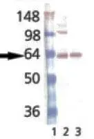 WB analysis of Mouse Brain Tissue Lysate (Lane 1) and Rat Brain Tissue Lysate (Lane 2) WB analysis of Mouse Brain Tissue Lysate (Lane 1) and Rat Brain Tissue Lysate (Lane 2)