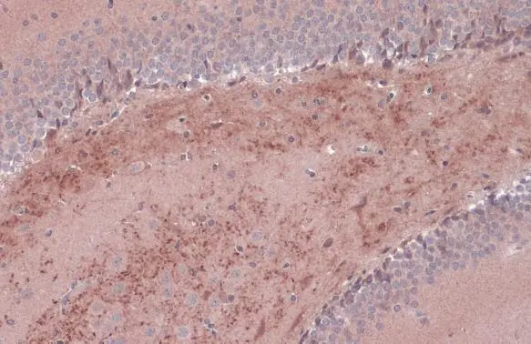 BDNF antibody