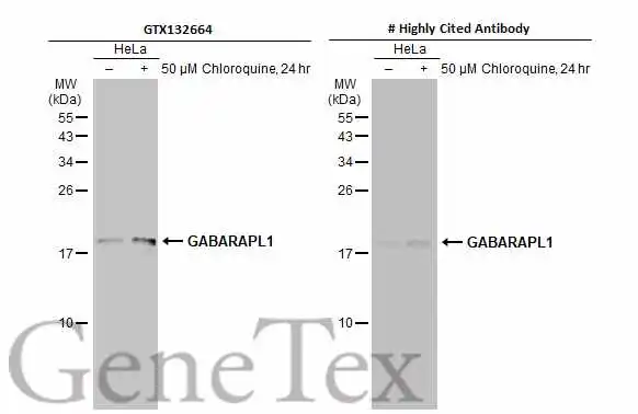 GABARAPL1 antibody