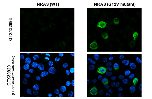 RAS (G12V Mutant) antibody