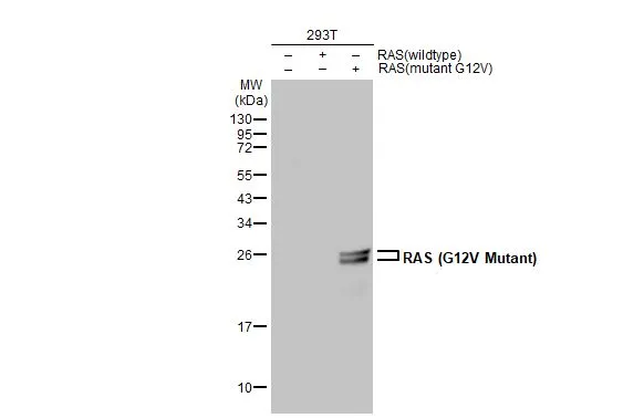 RAS (G12V Mutant) antibody