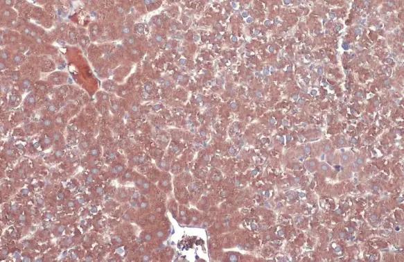 MBL-C antibody detects MBL-C protein at cytoplasm by immunohistochemical analysis. Sample: Paraffin-embedded mouse liver. MBL-C stained by MBL-C antibody (GTX132722) diluted at 1:500. Antigen Retrieval: Citrate buffer, pH 6.0, 15 min