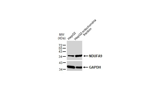 HepG2 and mitochondria extracts (30 μg) were separated by SDS-PAGE, and the membrane was blotted with NDUFA9 antibody (GTX132726) diluted at 1:1000. The HRP-conjugated anti-rabbit IgG antibody (GTX213110-01) was used to detect the primary antibody.