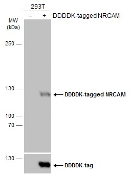 Non-transfected (–) and transfected (+) 293T whole cell extracts (30 μg) were separated by 5% SDS-PAGE, and the membrane was blotted with NRCAM antibody (GTX132727) diluted at 1:1000. The HRP-conjugated anti-rabbit IgG antibody (GTX213110-01) was used to detect the primary antibody.