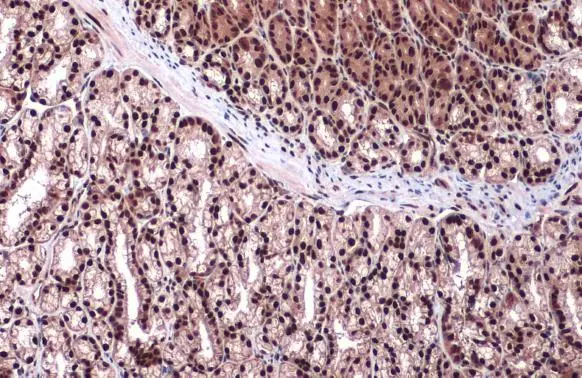 hnRNP L antibody detects hnRNP protein at nucleus by immunohistochemical analysis. Sample: Paraffin-embedded mouse duodenum. hnRNP stained by hnRNP L antibody (GTX132754) diluted at 1:2000. Antigen Retrieval: Citrate buffer, pH 6.0, 15 min