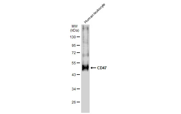Human leukocyte (30 μg) was separated by 10% SDS-PAGE, and the membrane was blotted with CD47 antibody (GTX132762) diluted at 1:1000. The HRP-conjugated anti-rabbit IgG antibody (GTX213110-01) was used to detect the primary antibody.