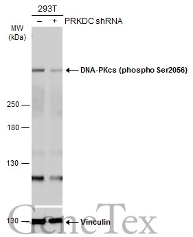 Non-transfected (–) and transfected (+) 293T whole cell extracts (60 μg) were separated by 5% SDS-PAGE, and the membrane was blotted with DNA-PKcs (phospho Ser2056) antibody (GTX132793) diluted at 1:500. The HRP-conjugated anti-rabbit IgG antibody (GTX213110-01) was used to detect the primary antibody.