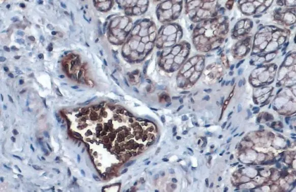 Aquaporin 1 antibody detects Aquaporin 1 protein at cell membrane and cytoplasm by immunohistochemical analysis. Sample: Paraffin-embedded rat colon. Aquaporin 1 stained by Aquaporin 1 antibody (GTX132870) diluted at 1:1000. Antigen Retrieval: Citrate buffer, pH 6.0, 15 min