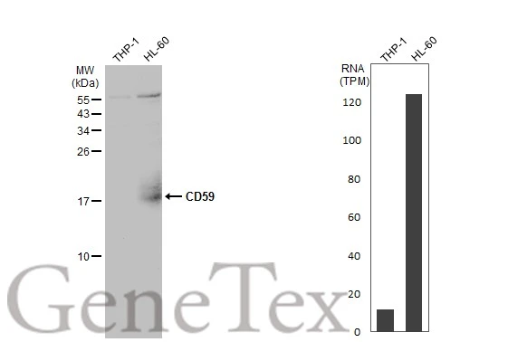 Various whole cell extracts (30 μg) were separated by 15% SDS-PAGE, and the membrane was blotted with CD59 (GTX132874) diluted at 1:1000. The HRP-conjugated anti-rabbit IgG antibody (GTX213110-01) was used to detect the primary antibody. Corresponding RNA expression data for the same cell lines are based on Human Protein Atlas program.