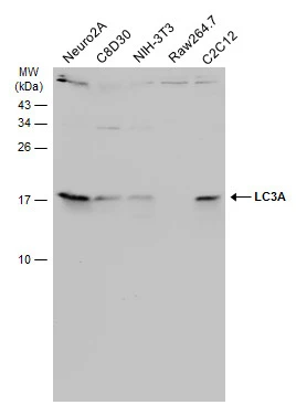Various whole cell extracts (30 μg) were separated by 15% SDS-PAGE, and the membrane was blotted with LC3A antibody (GTX132889) diluted at 1:1000. The HRP-conjugated anti-rabbit IgG antibody (GTX213110-01) was used to detect the primary antibody.