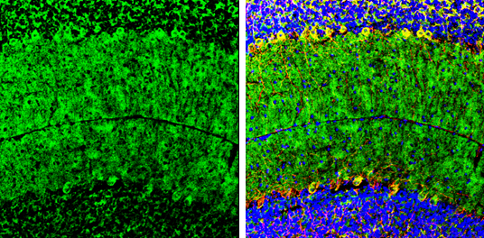 GluR1 antibody detects GluR1 protein by immunohistochemical analysis. Sample: Frozen-sectioned mouse mouse cerebellum. Green: GluR1 stained by GluR1 antibody (GTX132945) diluted at 1:250. Red: NF-H, stained by NF-H antibody [GT114] (GTX634289) diluted at 1:500. Blue: Fluoroshield with DAPI (GTX30920).
 Antigen Retrieval: Citrate buffer, pH 6.0, 10 min