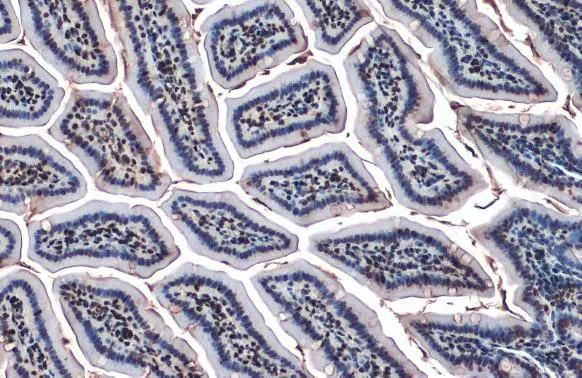 HDAC9 antibody detects HDAC9 protein at nucleus by immunohistochemical analysis. Sample: Paraffin-embedded mouse intestine. HDAC9 stained by HDAC9 antibody (GTX132949) diluted at 1:500. Antigen Retrieval: Citrate buffer, pH 6.0, 15 min