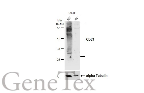 Anti-CD63 antibody (GTX132953) | GeneTex Anti-CD63 antibody (GTX132953) | GeneTex