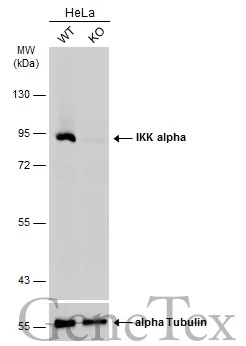 Wild-type (WT) and IKK alpha knockout (KO) HeLa cell extracts (30 μg) were separated by 7.5% SDS-PAGE, and the membrane was blotted with IKK alpha antibody (GTX132964) diluted at 1:1000. The HRP-conjugated anti-rabbit IgG antibody (GTX213110-01) was used to detect the primary antibody. Wild-type (WT) and IKK alpha knockout (KO) HeLa cell extracts (30 μg) were separated by 7.5% SDS-PAGE, and the membrane was blotted with IKK alpha antibody (GTX132964) diluted at 1:1000. The HRP-conjugated anti-rabbit IgG antibody (GTX213110-01) was used to detect the primary antibody.