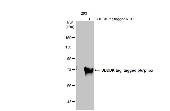 Non-transfected (–) and transfected (+) 293T whole cell extracts (30 μg) were separated by 7.5% SDS-PAGE, and the membrane was blotted with p67phox antibody (GTX132967) diluted at 1:500. The HRP-conjugated anti-rabbit IgG antibody (GTX213110-01) was used to detect the primary antibody.